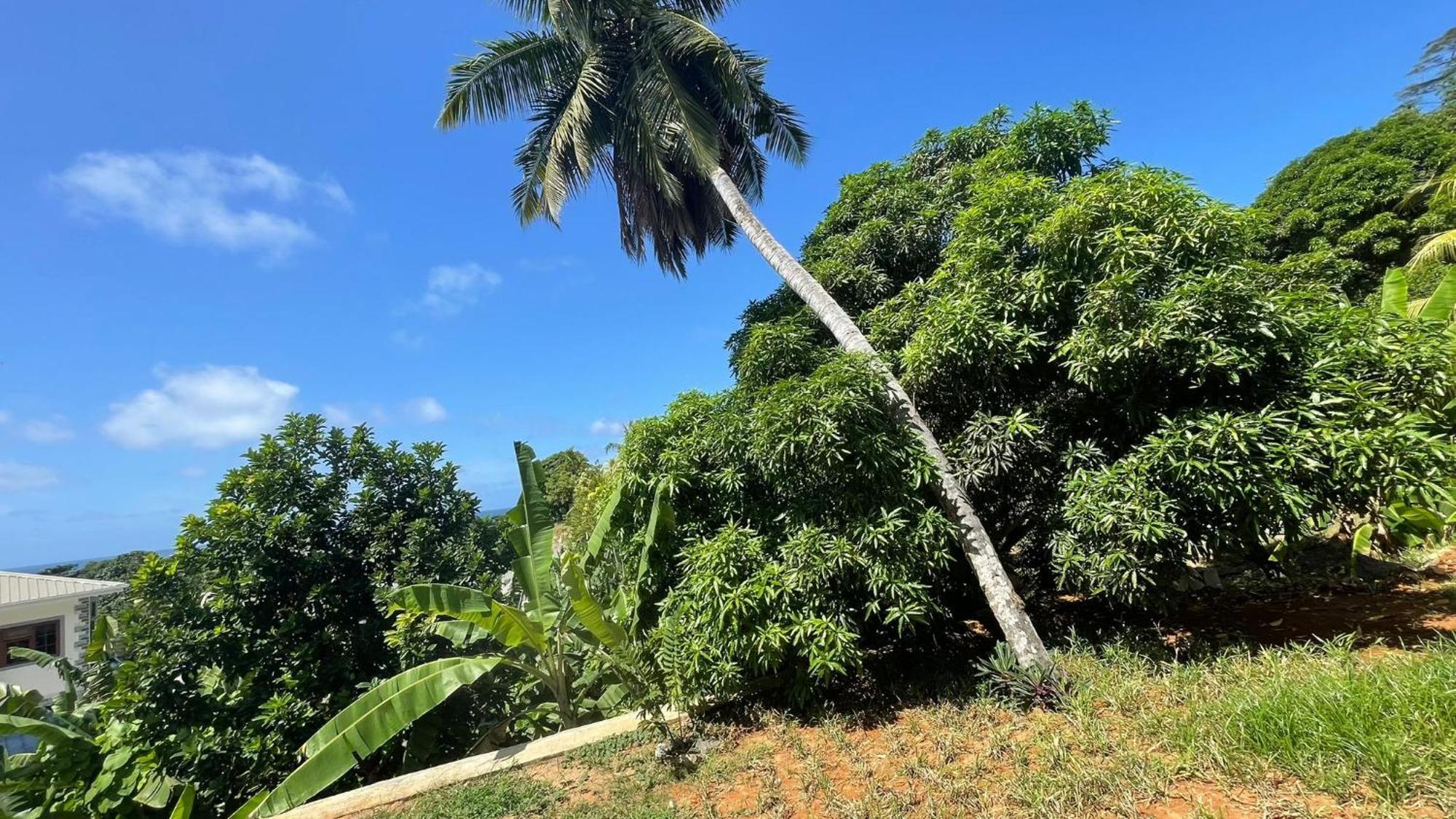 The Songbird Villa Pointe Au Sel المظهر الخارجي الصورة